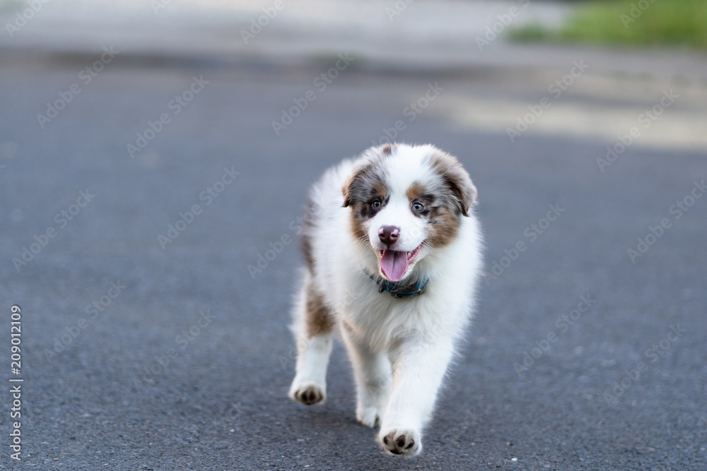 Happy cute puppy walking