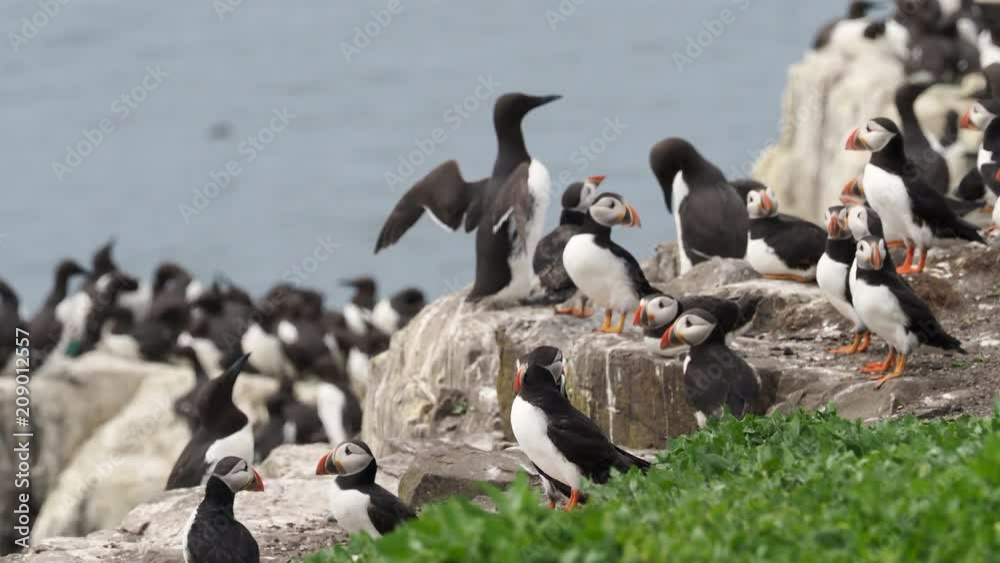 Atlantic puffin (Fratercula arctica), common puffin on Farne Island Atlantic puffin (Fratercula arctica), common puffin on Farne Island