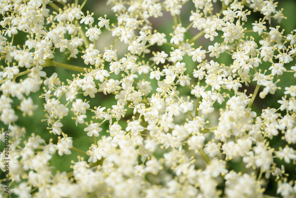 Black Elderberries flowers close Black Elderberries flowers close