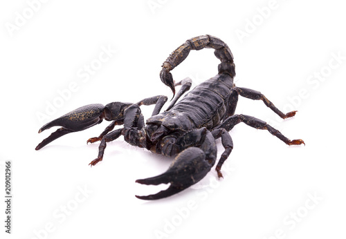 Black scorpion isolated on white background © sucharat