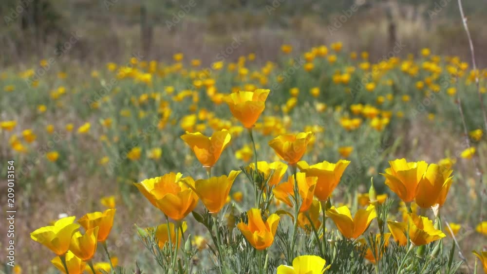 California Poppies Desert Dandelions Insects California Poppies Desert Dandelions Insects