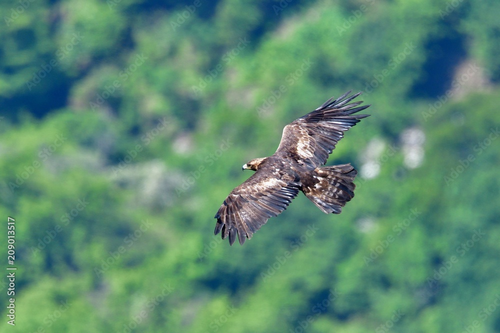 Obraz premium 新緑バックに威風堂々と飛ぶイヌワシ