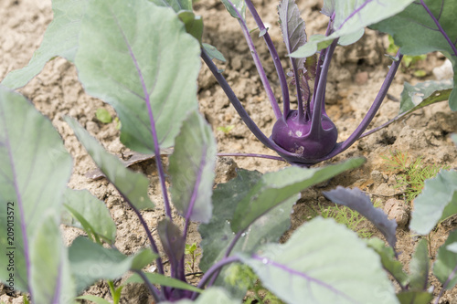Purple kohlrabi in the field.