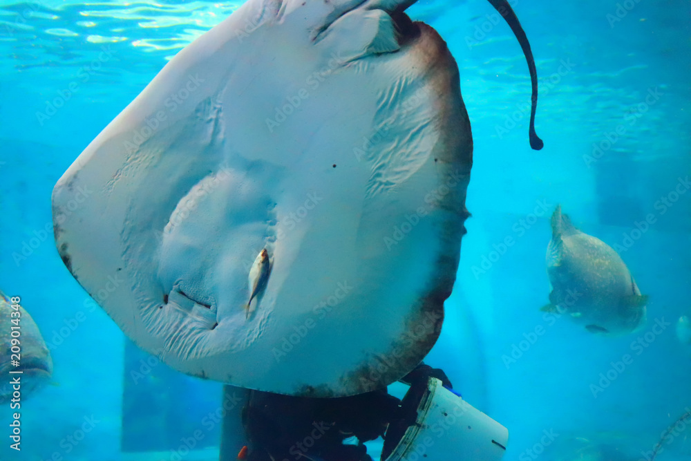 Naklejka premium Stingray is catching fish and eating small fish in a large aquarium.