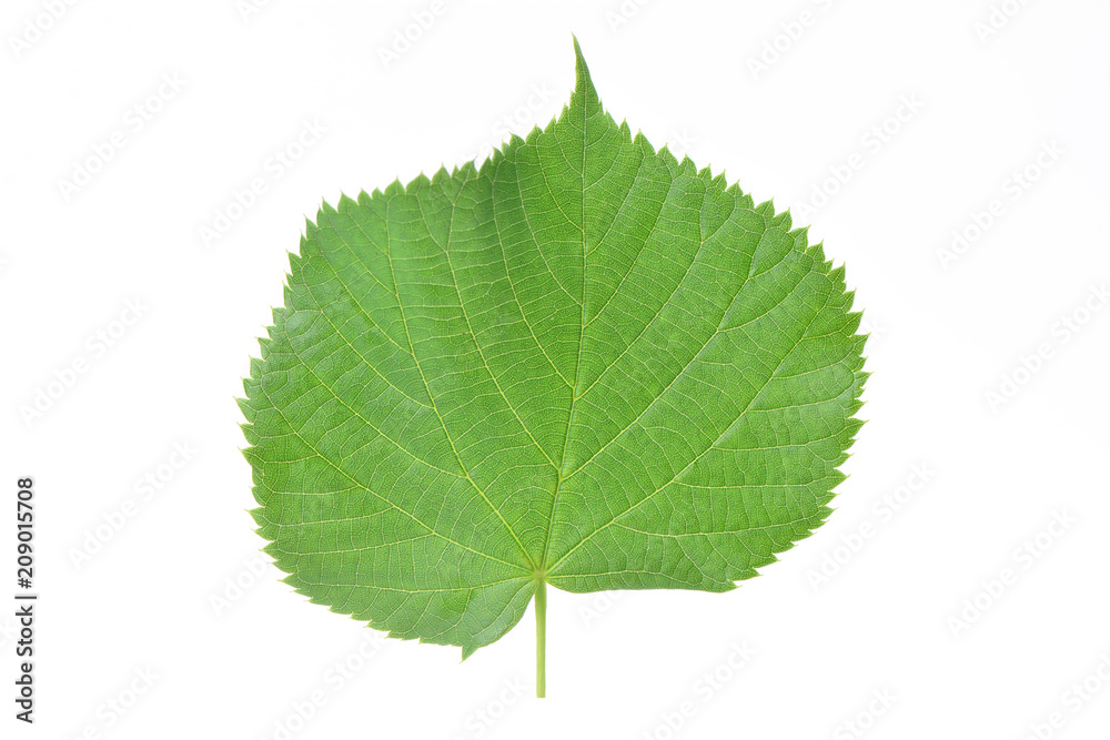 Leaf of a linden Leaf of a linden