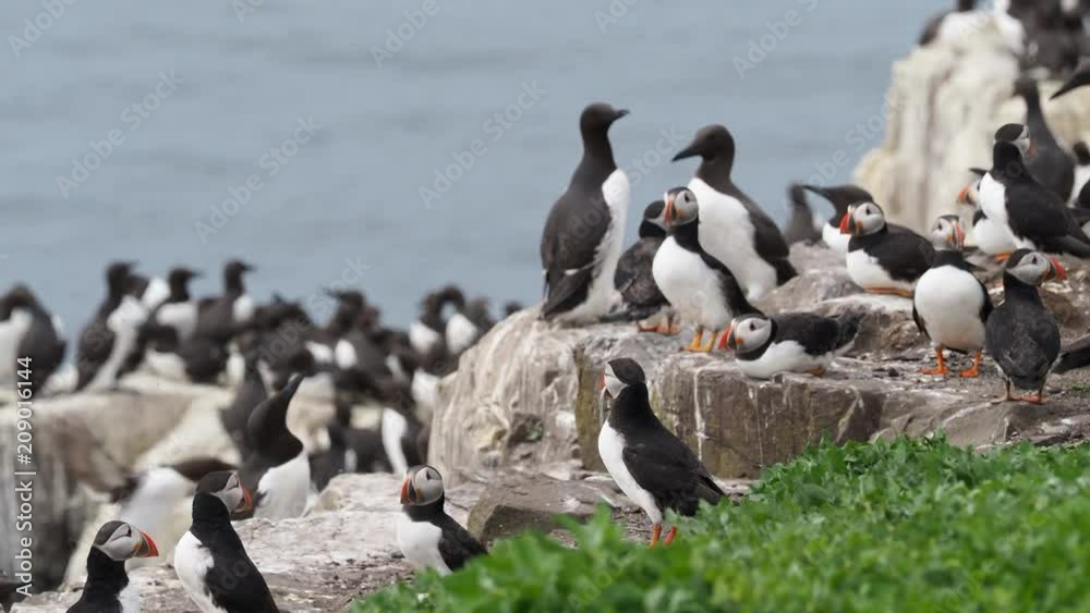 Atlantic puffin (Fratercula arctica), common puffin on Farne Island Atlantic puffin (Fratercula arctica), common puffin on Farne Island