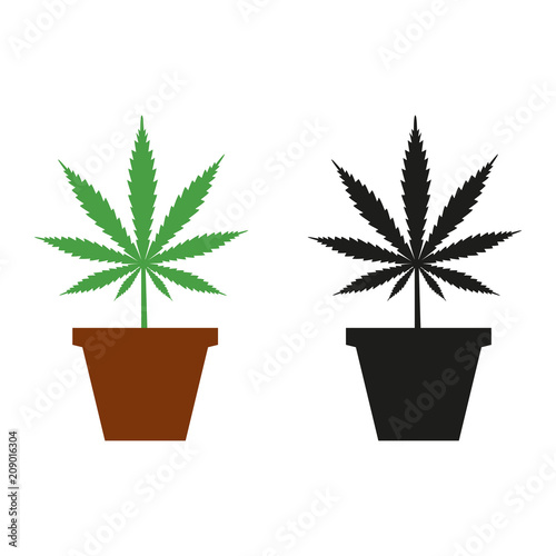 hemp in a pot on a white background