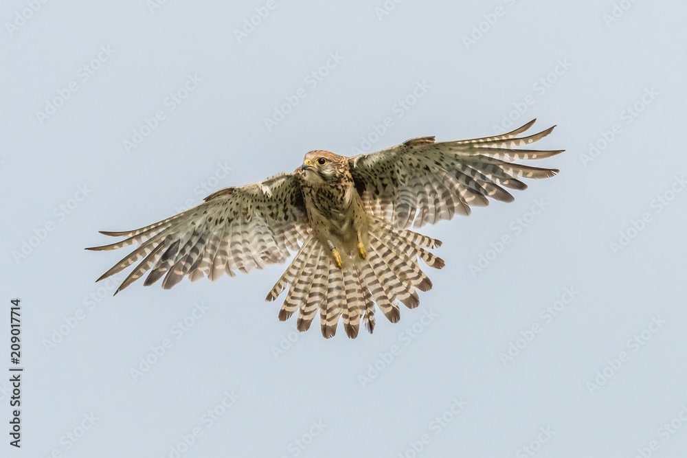 Obraz premium Kestrel