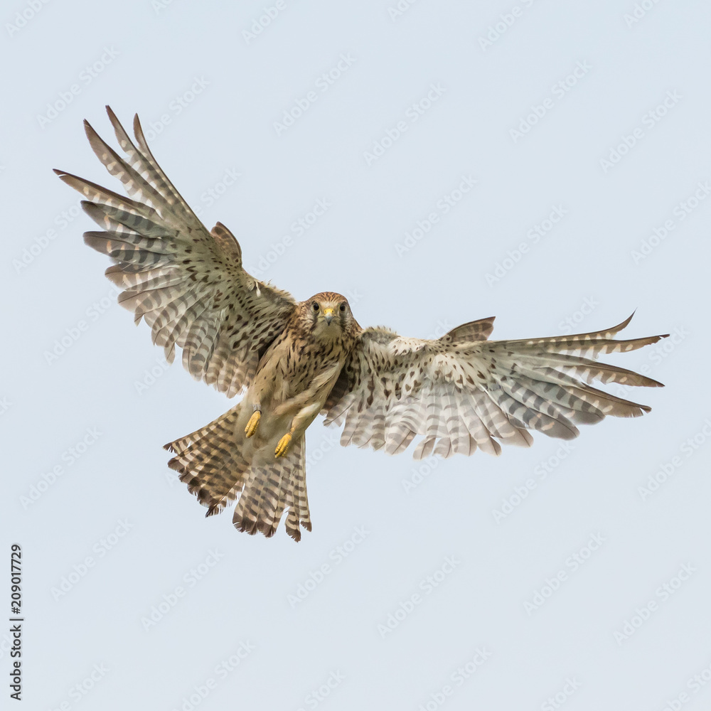 Fototapeta premium Kestrel