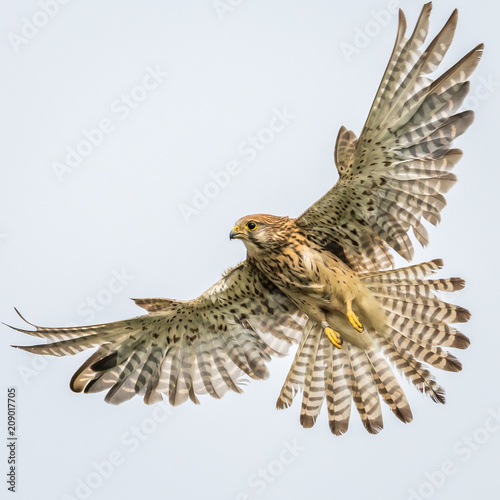 Kestrel
