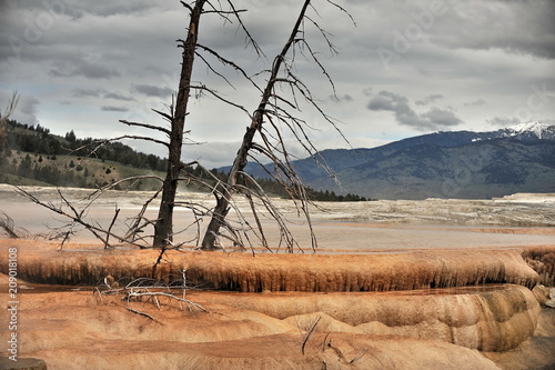 USA. Yellowstone. Dead trees on a geyserite site