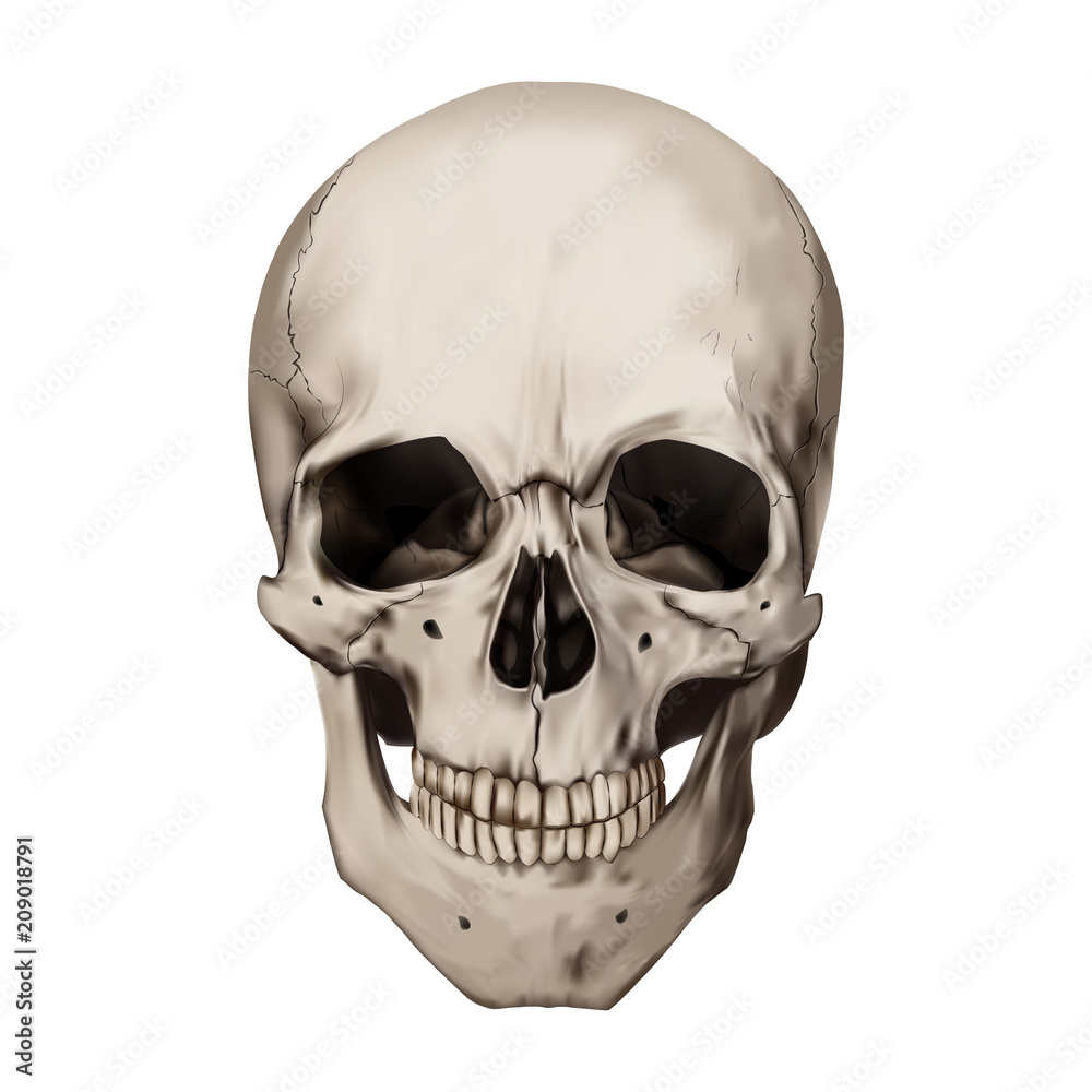 Human realistic skull. White background. Anatomy vector illustration. Stock  Vector | Adobe Stock