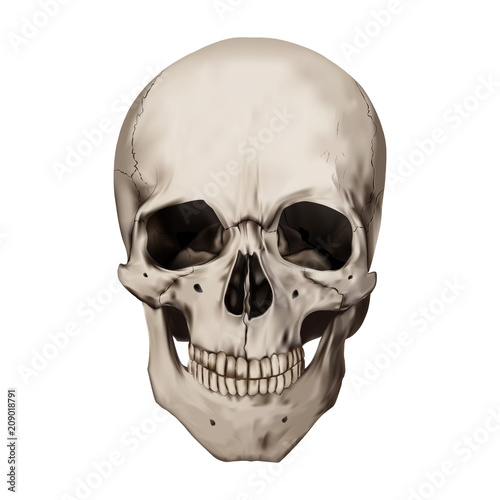 Human realistic skull. White background. Anatomy vector illustration.