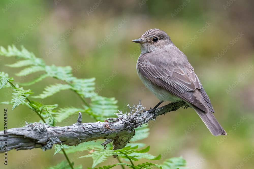 Flycatcher Flycatcher