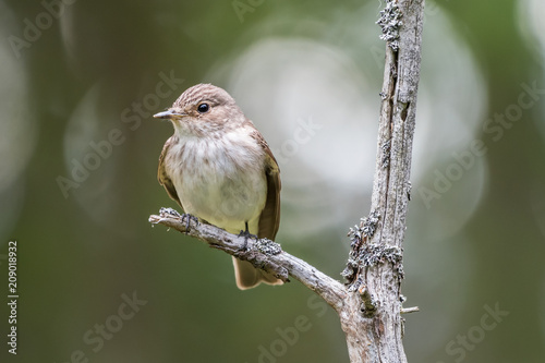 Flycatcher