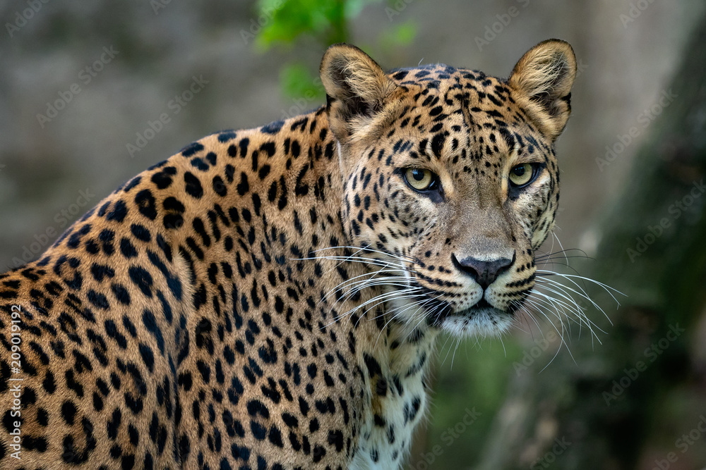Naklejka premium Ceylon leopard, Panthera pardus kotiya, Big spotted cat