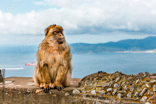 portrait of a wild male macaque. Macaques are one of the most famous attractions of the British overseas territory
