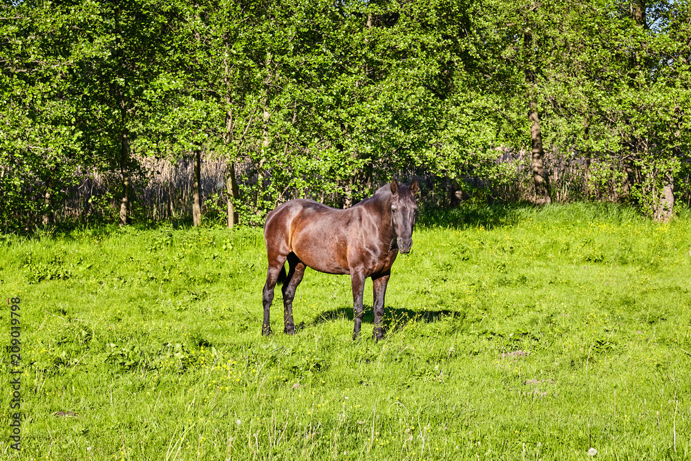 Beautiful horse outdoor Beautiful horse outdoor