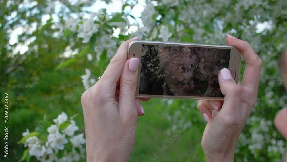 Close up - Female takes photos of blooming lilac using smartphone in beautiful spring garden.