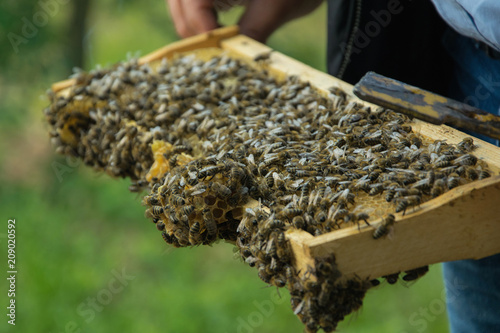 Close up view of a farmer holding frame with bees (working bees on honeycombs filled with honey)