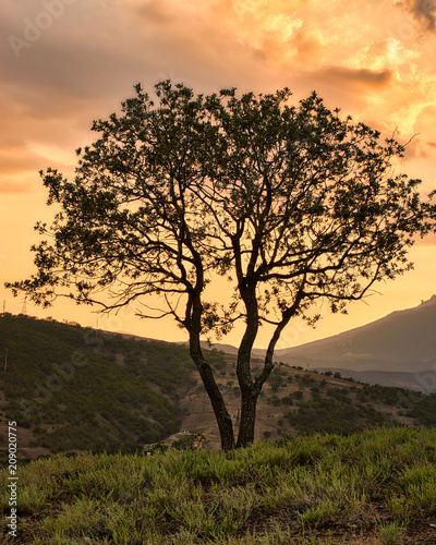 A beautiful dry tree repeats the shape of the mountains. Crimean mountains. Beautiful red sunset.