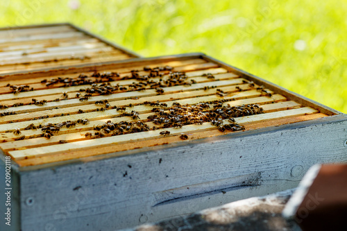 Bee honeycombs with honey and bees. Apiculture.