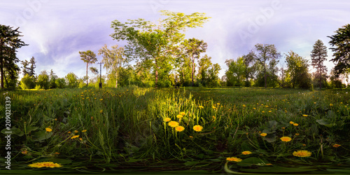 Fototapeta Naklejka Na Ścianę i Meble -  Field of yellow dandelions in the green forest at sunset. Spherical 360vr degree panorama