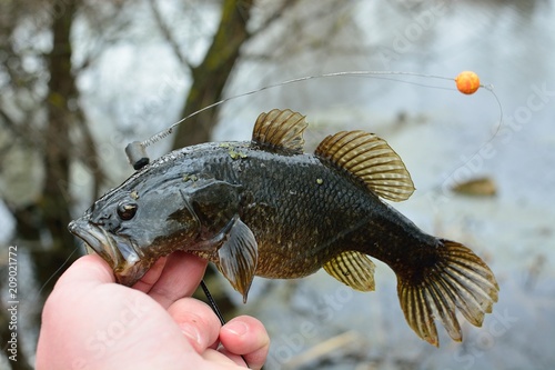 Summer fishing on the lake, Perccottus glenii