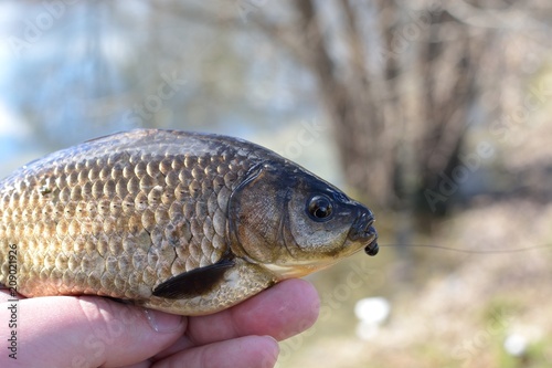 Fototapeta Naklejka Na Ścianę i Meble -  Summer fishing for carp on the lake