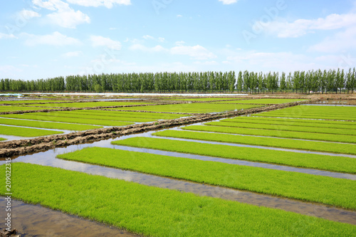 Seedlings of rice in rice fields © zhengzaishanchu