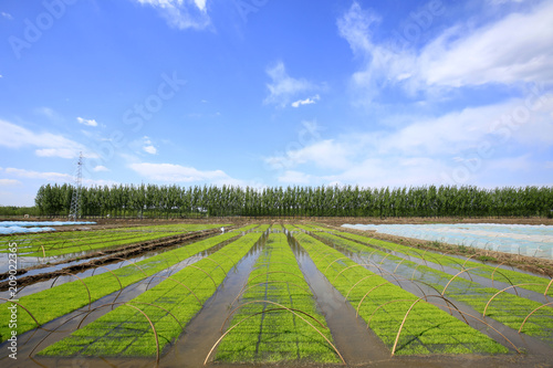 Seedlings of rice in rice fields