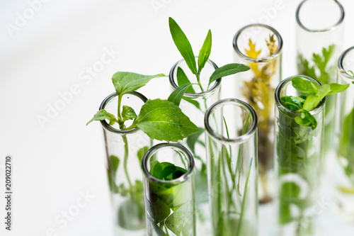 Green fresh plant in glass test tube in laboratory on white background. Close up macro.