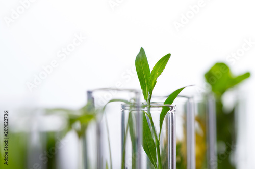 Green fresh plant in glass test tube in laboratory on white background. Close up macro.