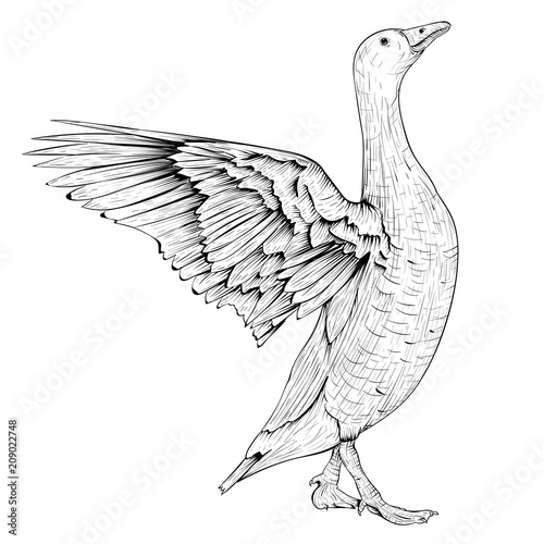 Goose sketch. Angry bird with lifted wings
