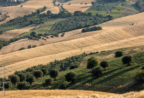 Panoramic view of olive groves and farms on rolling hills of Abruzzo