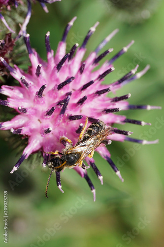 Macro gray-black and fluffy Caucasian striped bee Melitta tricincta on a white-purple thistle flower photo