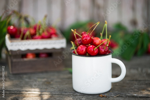 Ripe Organic Freshly Picked Sweet Cherries in Vintage Enamel Mug on Green Foliage Garden Nature Background. Summer Harvest Vitamins Clean Eating Freshness Vegan. Poster Banner Template