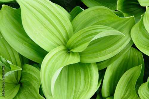Close up view of fresh green curvy plant