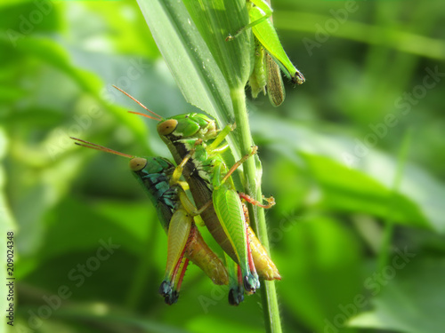 Closeup Photo of two grasshoppers in the wild