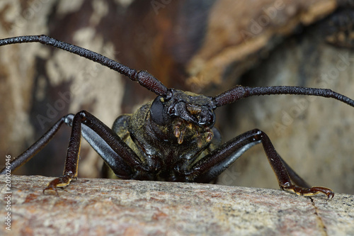 Macro front of the body of the Caucasian genus beetle-barbel Megopis photo