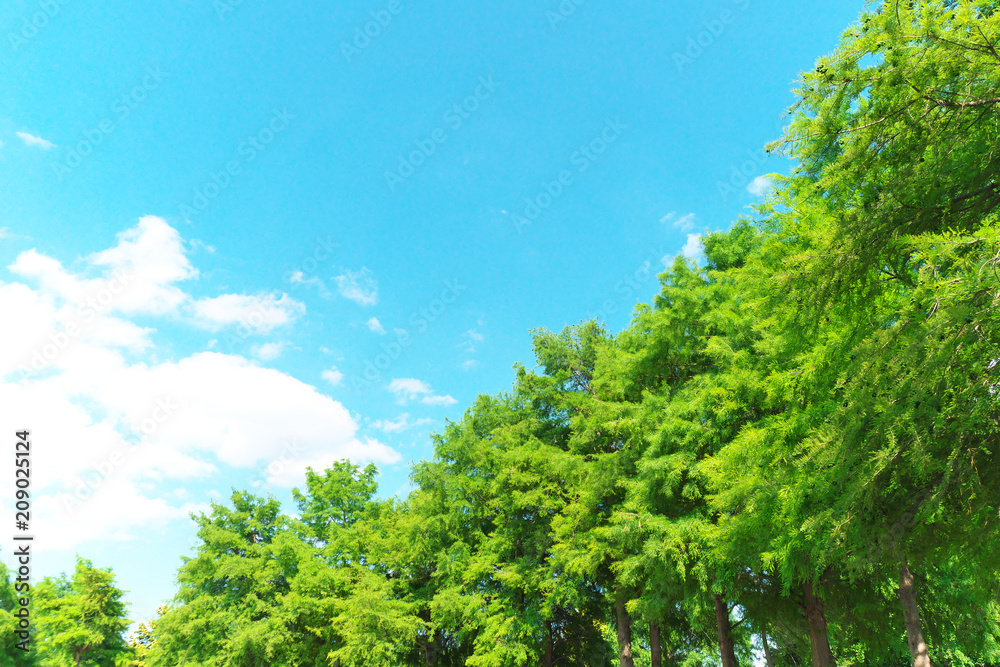 青空と木々