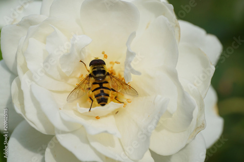 Macro view from above of a Caucasian flower fly hoverfly of the genus Dasysyrphus seated in a white rose flower photo