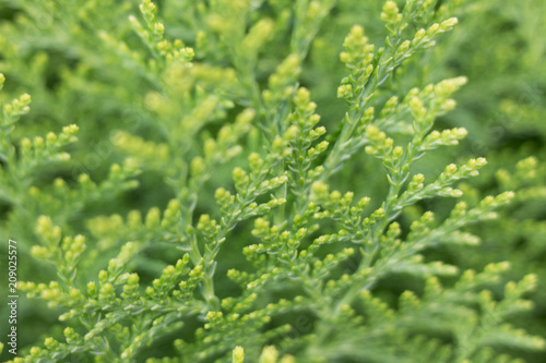 Thuja green leaves. Blurred light green background with small fir branches, large natural texture, close-up