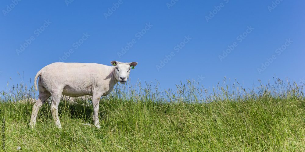Fototapeta premium Panorama of a sheep on a dike on Texel island, The Netherlands