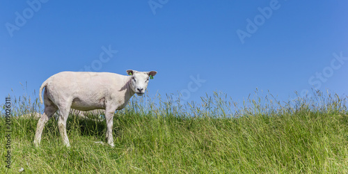 Panorama of a sheep on a dike on Texel island, The Netherlands
