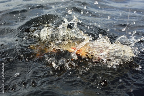 Summer fishing, perch fishing spinning reel on the lake © Юрий Фатеев