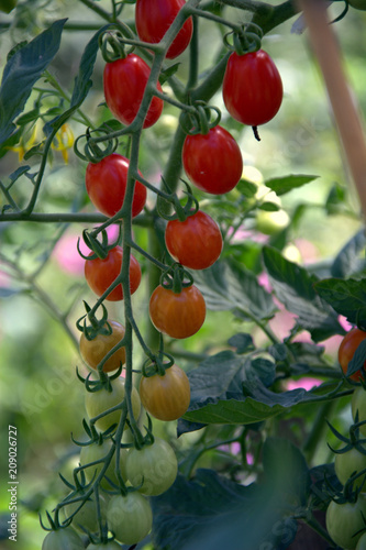 Tomaten