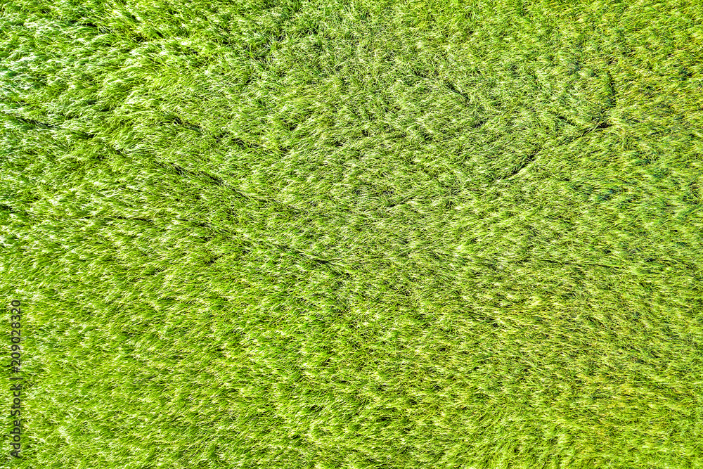 Green grass texture background Green grass texture background