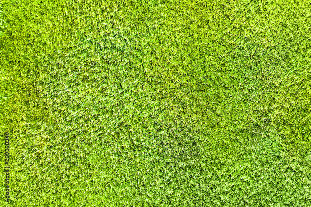 Green lawn texture, top view Green lawn texture, top view