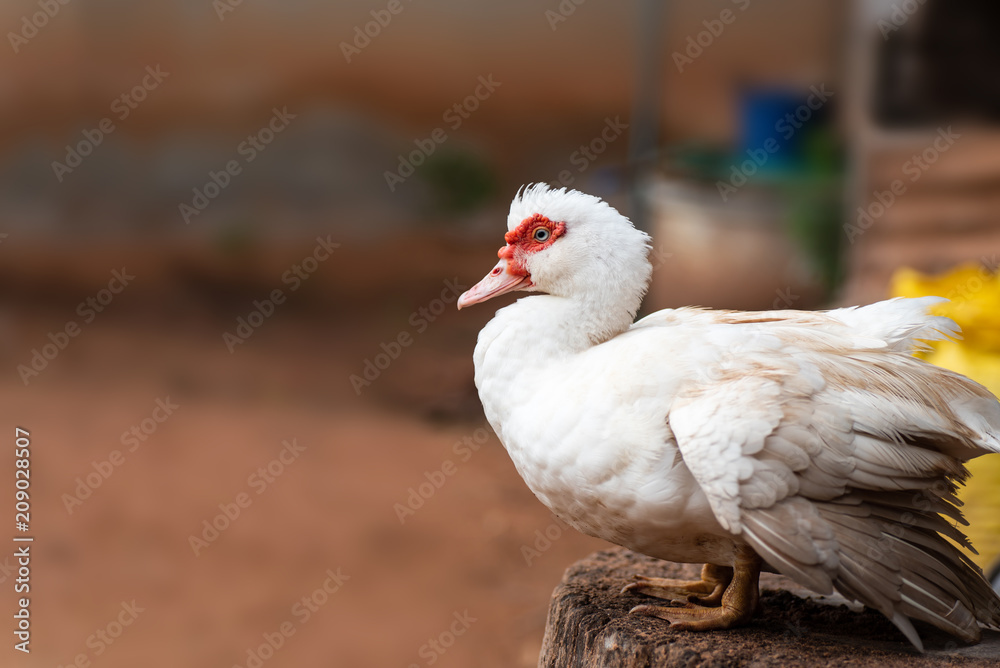 White duck standing on old wooden around home White duck standing on old wooden around home